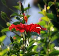 Flower Hibiscus Tropical