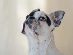 photo of black and white french bulldog
