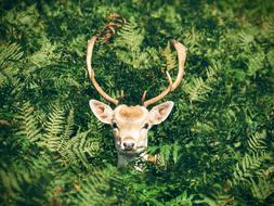 photo of a deer among green fern
