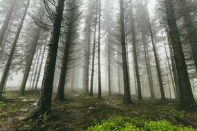 Fog Forest Nature