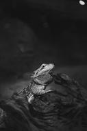 monochrome photo of an iguana