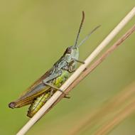 fabulous Desert Locust Insect