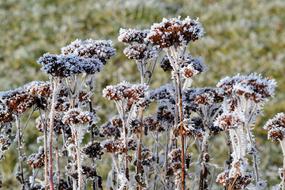 Winter Frosty Plant