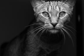goodly Cat Feline Hd