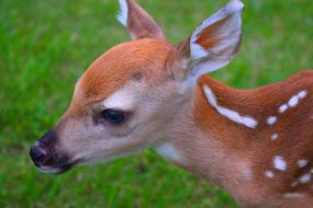 head of Cute baby Deer close up