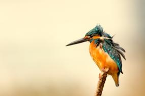 colors Kingfisher Bird