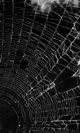 Black And White Photo of dark spider web