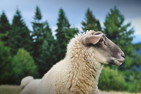 sheep with long wool on a pasture