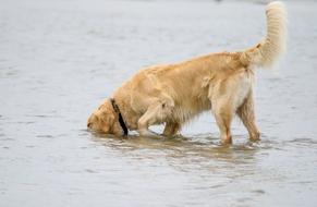 goodly Golden Retriever Dog in water