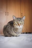 tabby Cat rests on blanket