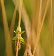 fabulous Grasshopper green Insect