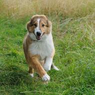 Collie puppy runs on a green field