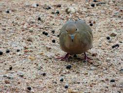 Mourning Dove Bird street