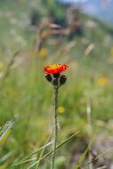 Orange Red Hawkweed Flower Blossom