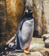 Penguin with yellow legs standing on stone