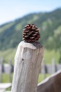 Pine Cones Tap Strobilus Conifer