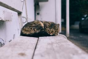 fabulous Bench Cat