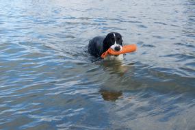 goodly Dog Hunting water