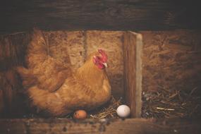 Barn Bird
