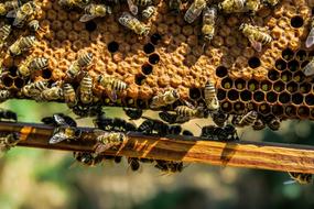 fabulous Beehive