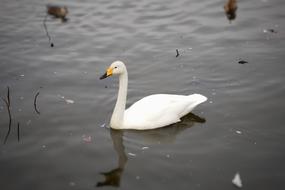 photo of fabulous Swan Bird in water