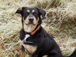 black dog with a red broomstick on a background of haystacks
