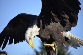 fabulous Adler Bill Raptor