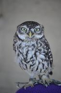 Little owl, Brown Grey bird in captivity