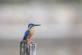 small bird with a long beak close-up on a blurred background