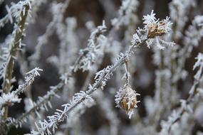 Frost Christmas Winter tree