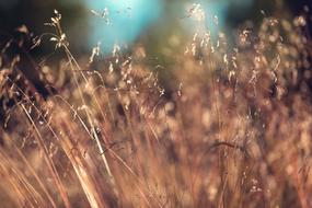 Countryside Farm Field