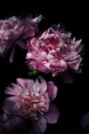pink Blossom at garden