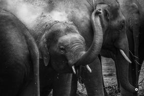 irresistible Elephant Trunk