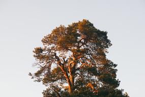 tree branches at sunlight