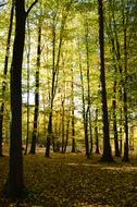 Forest Autumn Colors