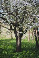 Bloom Blossom Depth Of Field