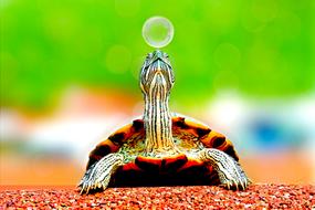 fabulous Animal Turtle