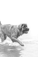 Dog walking through Water, black and white