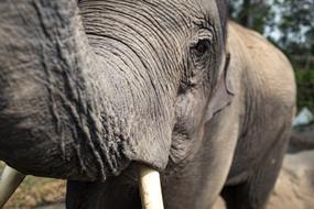 face of a huge elephant close up