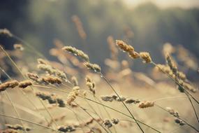 Close-Up Field Grass