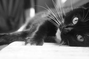 Cat Black and White relax