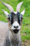 photo of a black gray goat on a farm