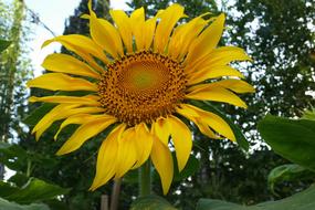 Sunflower Flower Spring