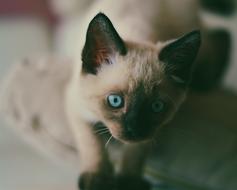 cute seamese kitten, face Close Up