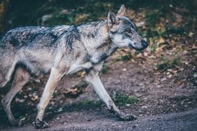 goodly Dirt wolf
