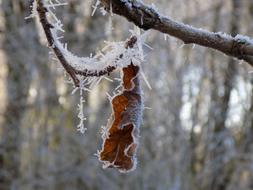 Frost Cold Frozen Oak