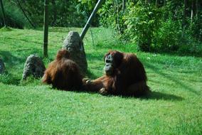 two orangutans on a green lawn in the jungle