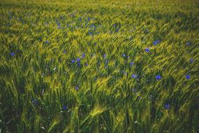 Bloom Blossom Field