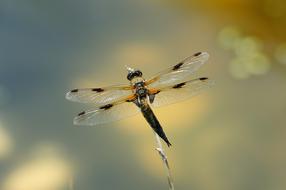 black dragonfly with transparent wings