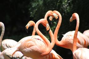 perfect Flamencos Rosa